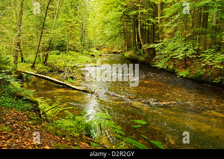 Gröberen Regen (Fluss), in der Nähe von Bayerisch Eisenstein, Bayerischer Wald, Bayern, Deutschland, Europa Stockfoto