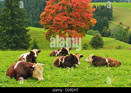 Bullen auf der Weide und Ahorn Baum, Schwarzwald, Schwarzwald-Baar, Baden-Wurttemberg, Deutschland, Europa Stockfoto