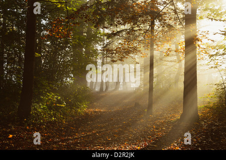 Morgennebel im Wald, Donautal (Donautal), in der Nähe von Beuron, Baden-Württemberg, Deutschland, Europa Stockfoto