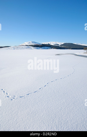 Clatteringshaw Loch, eingefroren und in Winterschnee bedeckt, Dumfries & Galloway, Schottland Stockfoto