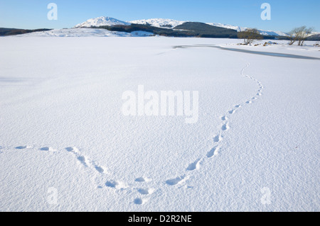 Clatteringshaw Loch, eingefroren und in Winterschnee bedeckt, Dumfries and Galloway, Schottland, Vereinigtes Königreich, Europa Stockfoto