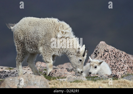 Bergziege (Oreamnos Americanus) Juvenile und Kid, Mount Evans, Arapaho-Roosevelt National Forest, Colorado, USA Stockfoto