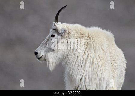 Bergziege (Oreamnos Americanus), Mount Evans, Arapaho-Roosevelt National Forest, Colorado, USA Stockfoto