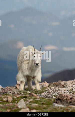 Bergziege (Oreamnos Americanus), Mount Evans, Arapaho-Roosevelt National Forest, Colorado, USA Stockfoto