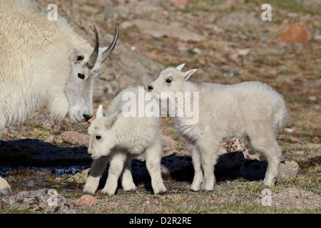 Bergziege (Oreamnos Americanus) Nanny und Kinder, Mount Evans, Arapaho-Roosevelt National Forest, Colorado, USA Stockfoto