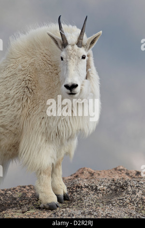 Bergziege (Oreamnos Americanus), Mount Evans, Arapaho-Roosevelt National Forest, Colorado, USA Stockfoto