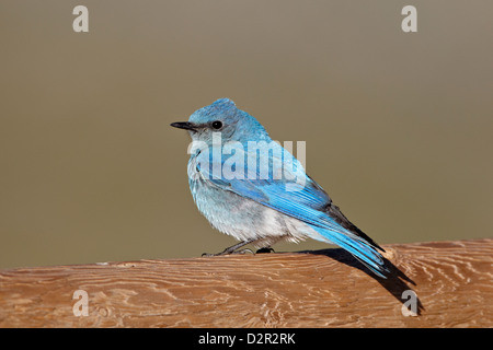 Männlichen Mountain Bluebird (Sialia Currucoides), Mount Evans, Arapaho-Roosevelt National Forest, Colorado, USA Stockfoto