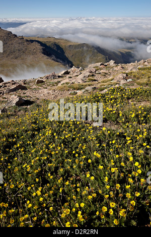 Alpine Avens (Acomastylis Rossii Turbinata) über den Wolken, Mount Evans, Arapaho-Roosevelt National Forest, Colorado, USA Stockfoto