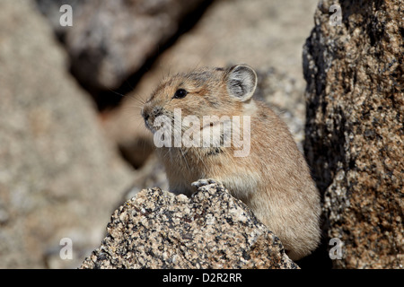 Amerikanische Pika (Ochotona Princeps), Mount Evans, Arapaho-Roosevelt National Forest, Colorado, USA Stockfoto