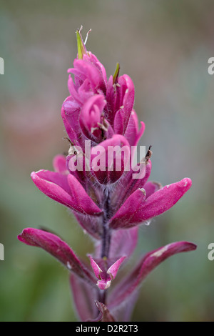 Rosige Pintbrush (Castilleja Rhexifolia), Gunnison National Forest, Colorado, Vereinigte Staaten von Amerika, Nordamerika Stockfoto