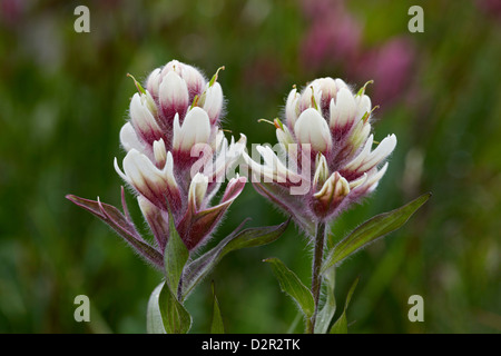 Rosig Pinsel Hybrid mit Schwefel Paintbrush (Castilleja Sulphurea), San Juan National Forest, Colorado, USA Stockfoto