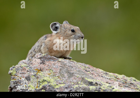 Amerikanische Pika (Ochotona Princeps), San Juan National Forest, Colorado, Vereinigte Staaten von Amerika, Nordamerika Stockfoto