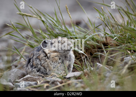 Amerikanische Pika (Ochotona Princeps) Essen Grass, San Juan National Forest, Colorado, Vereinigte Staaten von Amerika, Nordamerika Stockfoto