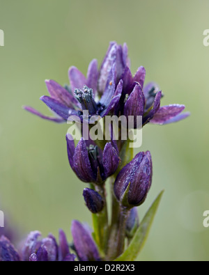 Sterne Enzian (Felwort) (Swertia Perennis), San Juan National Forest, Colorado, Vereinigte Staaten von Amerika, Nordamerika Stockfoto