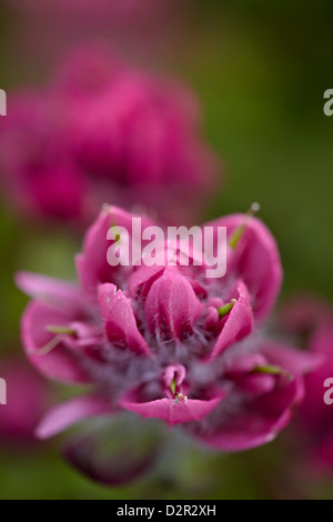 Rosig Pinsel, San Juan National Forest, Colorado, USA Stockfoto