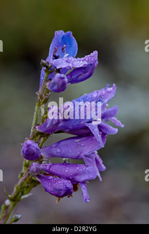 Einseitig Penstemon (Sidebells Penstemon) (Penstemon Secundiflorus), San Juan National Forest, Colorado, USA Stockfoto