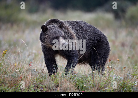 Grizzly Bär (Ursus Arctos Horribilis) in den Regen, Glacier National Park, Montana, Vereinigte Staaten von Amerika, Nord Amerika Stockfoto