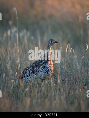 Sharp-tailed Grouse (Tympanuchus Phasianellus, zuvor at Phasianellus), Custer State Park, South Dakota, USA Stockfoto