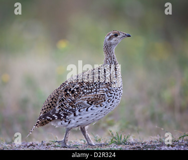 Sharp-tailed Grouse (Tympanuchus Phasianellus, zuvor at Phasianellus), Custer State Park, South Dakota, USA Stockfoto