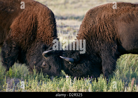 Bisons (Bison Bison) Bullen sparring, Custer State Park, South Dakota, Vereinigte Staaten von Amerika, Nordamerika Stockfoto