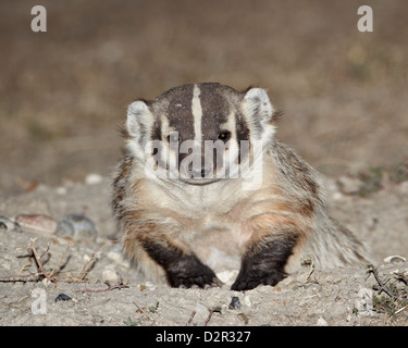 Dachs (Taxidea Taxus), Buffalo Gap National Grassland, Conata Becken, South Dakota, Vereinigte Staaten von Amerika, Nordamerika Stockfoto