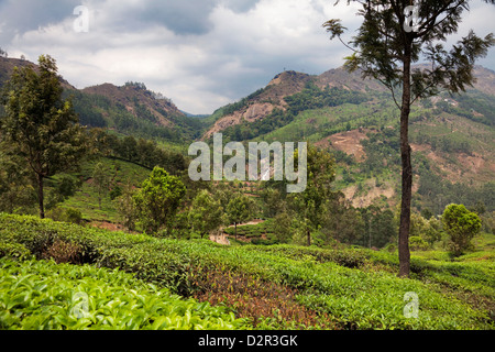 Teeplantagen in den Bergen von Munnar, Kerala, Indien, Asien Stockfoto