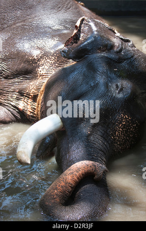 Baden Elefanten im Periyar Nationalpark, Kerala, Indien, Asien Stockfoto