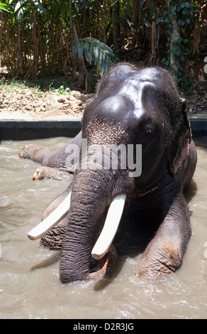 Baden Elefanten im Periyar Nationalpark, Kerala, Indien, Asien Stockfoto