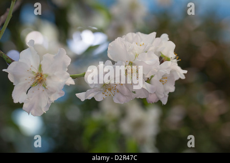 Mandel, Sötmandel (Prunus dulcis) Stockfoto