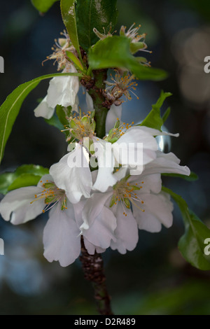 Mandel, Sötmandel (Prunus dulcis) Stockfoto