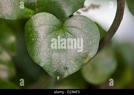 Der Elefant Fuss, Elefantfot (Dioscorea elephantipes) Stockfoto