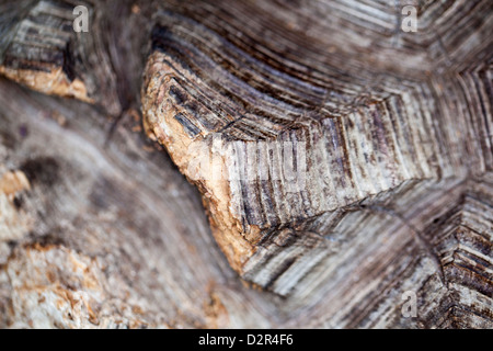 Der Elefant Fuss, Elefantfot (Dioscorea elephantipes) Stockfoto