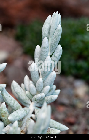 Woolly Senecio, Kokongfetstånds (Senecio haworthii) Stockfoto