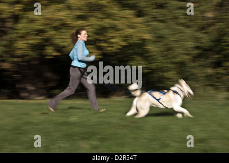 Frau Ausübung husky Hund im Park Joggen Stockfoto