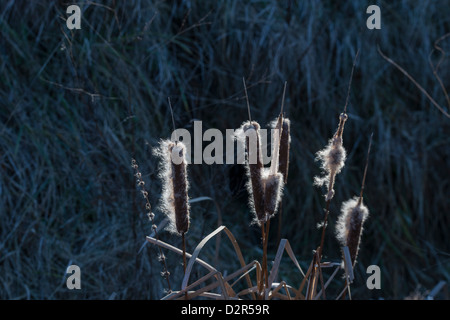 Typha Angustifolia Stockfoto
