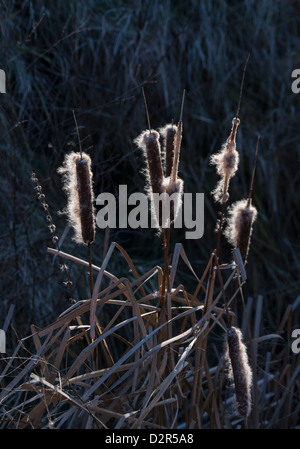 Typha angustifolia Stockfoto