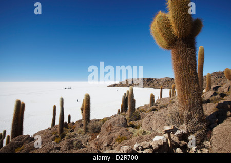 Isla del Pescado (Fisch Insel) am Salar de Uyuni (Salt Flats von Uyuni), Abteilung Potosi, Bolivien, Südamerika Stockfoto