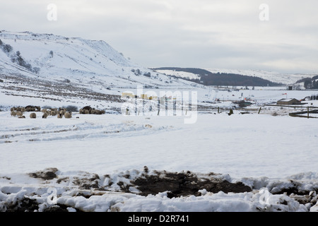 Schafe, die Fütterung im Winter hey im Schnee bedeckt Feld. Stockfoto