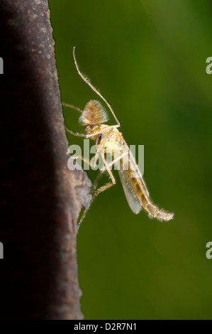 Summer-Mücke (Chironomus Plumosus), Männlich, nicht-beißen Midge, Ukraine, Osteuropa Stockfoto