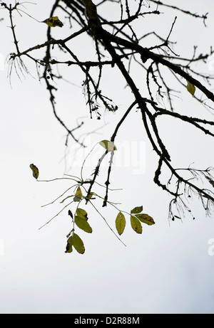 Fraxinus Excelsior, Esche. Stockfoto