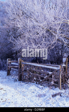 Alnus Glutinosa, Erle, weiß. Stockfoto