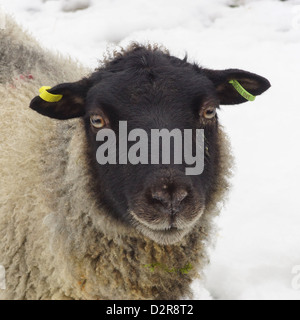 Schwarze konfrontiert Schafe im Schnee Stockfoto