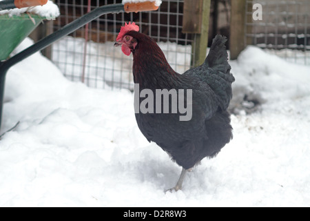 Black Rock Hybrid Huhn auf Schnee im Garten. UK Stockfoto