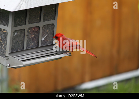 Männliche Kardinal sitzt auf einem Vogelhäuschen Stockfoto