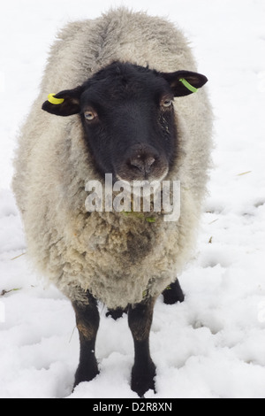 Schwarze konfrontiert Schafe im Schnee Stockfoto