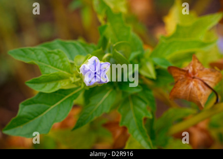 Nicandra Physalodes - Shoo Fly Pflanze Blume auch bekannt als die Apple-Peru-Blume, mit neuen Blüte und reife Frucht Pod. (Peru). Stockfoto