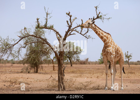 Giraffe im Park Koure, 60 km östlich von Niamey, eines der letzten Giraffen in Westafrika, Niger, Westafrika Stockfoto