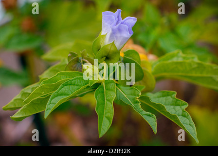 Nicandra Physalodes (Solanaceae) - Shoo Fly Pflanze Blume auch bekannt als die Apple-Peru-Blume, (Peru). Stockfoto