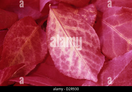 Euonymus Europaeus, Spindel Baum, rot. Stockfoto