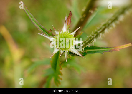 Young Spikey Green Flower Head von der gemeinsamen Karde - Dispsacus fullonum Stockfoto